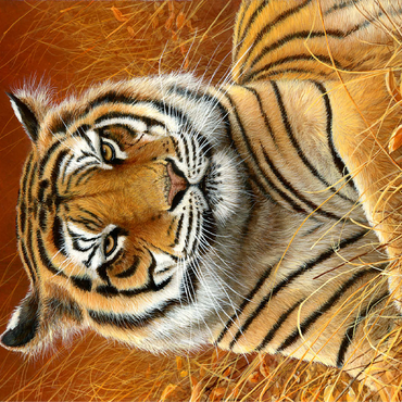 Majestic Bengal Tiger in Golden Grass 100 Jigsaw Puzzle 3D Modell