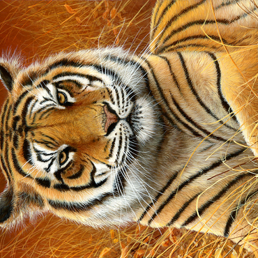 Majestic Bengal Tiger in Golden Grass 500 Jigsaw Puzzle 3D Modell