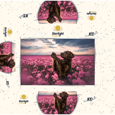 Chocolate Labrador in Blooming Pink Field 100 Jigsaw Puzzle box 3D Modell