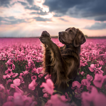 Chocolate Labrador in Blooming Pink Field 500 Jigsaw Puzzle 3D Modell