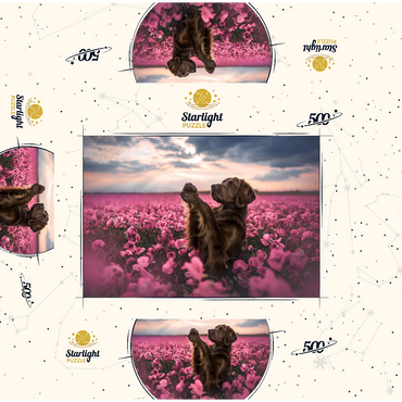 Chocolate Labrador in Blooming Pink Field 500 Jigsaw Puzzle box 3D Modell