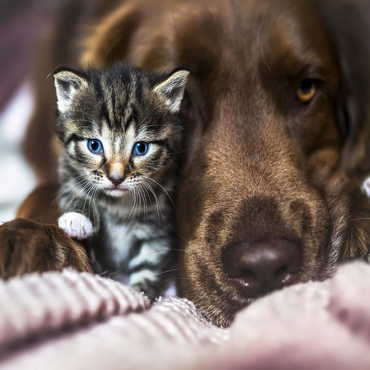 Kitten and Dog Resting Together 1000 Jigsaw Puzzle 3D Modell