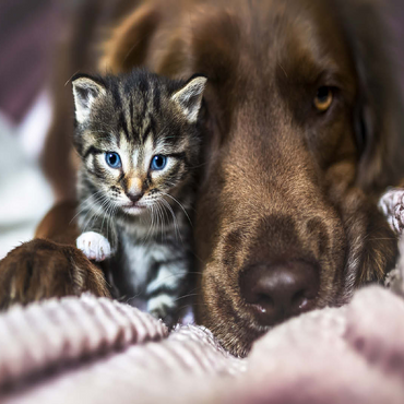 Kitten and Dog Resting Together 100 Jigsaw Puzzle 3D Modell