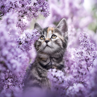 Kitten Among Blooming Lilac Flowers 1000 Jigsaw Puzzle 3D Modell