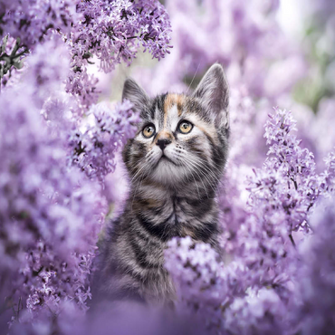 Kitten Among Blooming Lilac Flowers 100 Jigsaw Puzzle 3D Modell