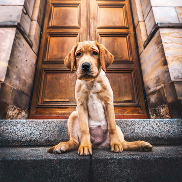 Golden Labrador Puppy on Stone Steps 1000 Jigsaw Puzzle 3D Modell