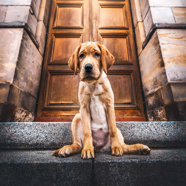 Golden Labrador Puppy on Stone Steps 100 Jigsaw Puzzle 3D Modell