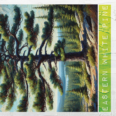 State Trees Series: Maine, Eastern White Pine 500 Jigsaw Puzzle 3D Modell