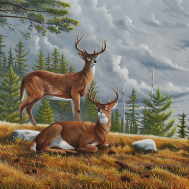 Alert White-Tailed Deer in Autumn Pines 100 Jigsaw Puzzle 3D Modell