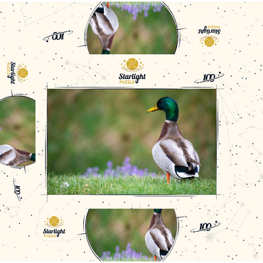 Mallard Duck on Spring Meadow with Flowers 100 Jigsaw Puzzle box 3D Modell
