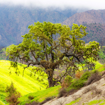 California Oak Tree in Spring Green Hills 500 Jigsaw Puzzle 3D Modell