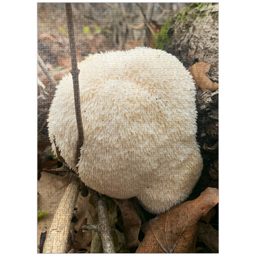 puzzleplate Lion's Mane Mushroom Bloom 1000 Jigsaw Puzzle