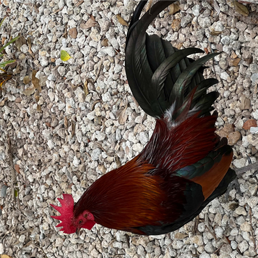 Colorful Rooster in Gravel Rocks 1000 Jigsaw Puzzle 3D Modell