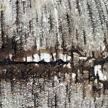 Tree Bark Scar 1000 Jigsaw Puzzle 3D Modell