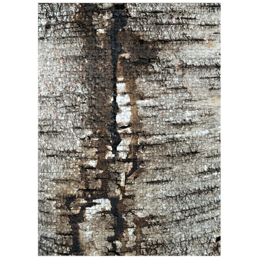 puzzleplate Tree Bark Scar 500 Jigsaw Puzzle