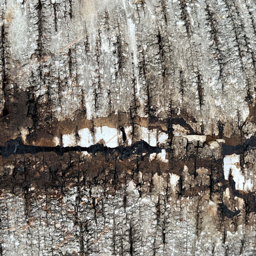 Tree Bark Scar 500 Jigsaw Puzzle 3D Modell