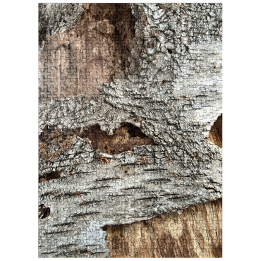 puzzleplate Tree Bark Funny Face 500 Jigsaw Puzzle