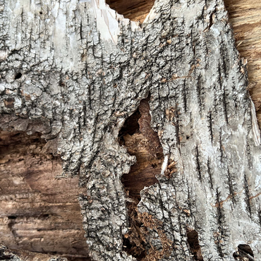 Tree Bark Funny Face 500 Jigsaw Puzzle 3D Modell