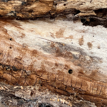 Cracked Tree Bark 500 Jigsaw Puzzle 3D Modell