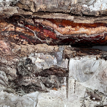 Colorful Tree Bark Scars 500 Jigsaw Puzzle 3D Modell