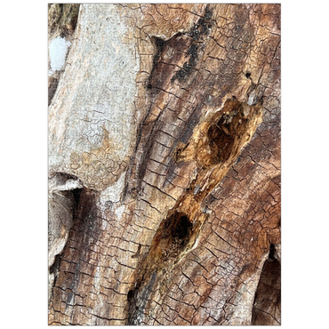 puzzleplate Magical Tree Bark 1000 Jigsaw Puzzle