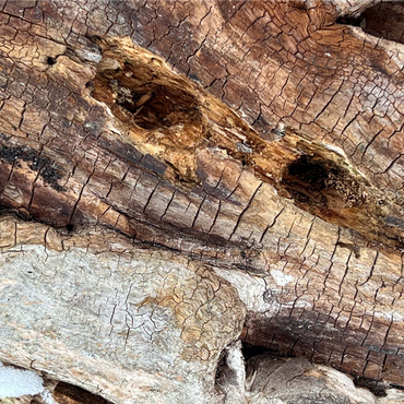 Magical Tree Bark 1000 Jigsaw Puzzle 3D Modell