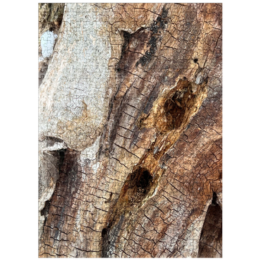 puzzleplate Magical Tree Bark 500 Jigsaw Puzzle