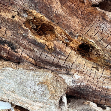 Magical Tree Bark 500 Jigsaw Puzzle 3D Modell