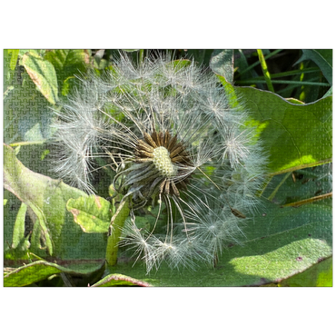 puzzleplate Summer Dandelion 1000 Jigsaw Puzzle