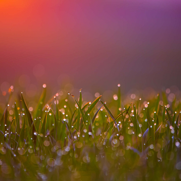 Morning Dew 500 Jigsaw Puzzle 3D Modell