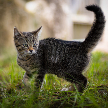 Little Nala 1000 Jigsaw Puzzle 3D Modell