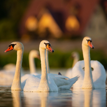 Swan Trio 500 Jigsaw Puzzle 3D Modell