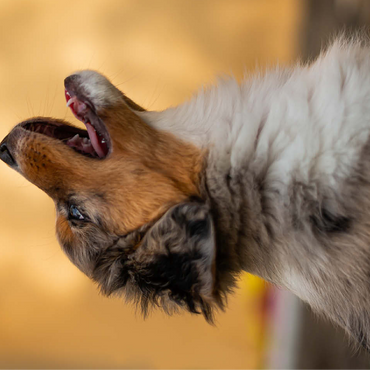 Aussi puppy 100 Jigsaw Puzzle 3D Modell