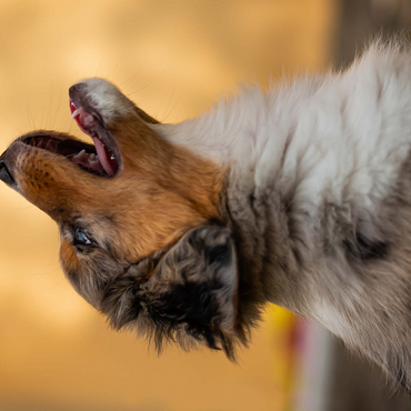 Aussi puppy 500 Jigsaw Puzzle 3D Modell