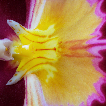 Orchidaceae 1000 Jigsaw Puzzle 3D Modell