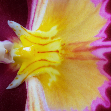 Orchidaceae 100 Jigsaw Puzzle 3D Modell