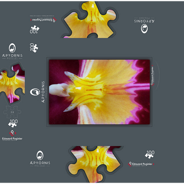 Orchidaceae 100 Jigsaw Puzzle box 3D Modell