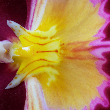 Orchidaceae 500 Jigsaw Puzzle 3D Modell