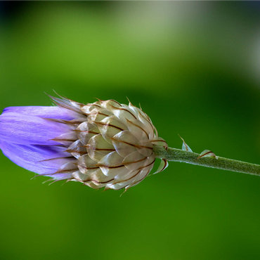 Blue Catananche 1000 Jigsaw Puzzle 3D Modell
