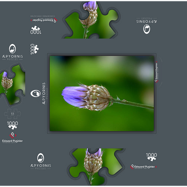 Blue Catananche 1000 Jigsaw Puzzle box 3D Modell