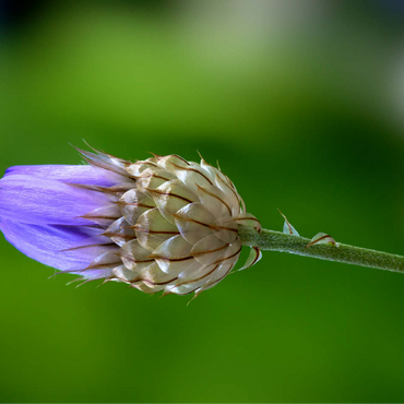 Blue Catananche 100 Jigsaw Puzzle 3D Modell