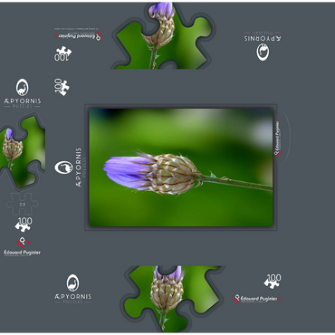 Blue Catananche 100 Jigsaw Puzzle box 3D Modell