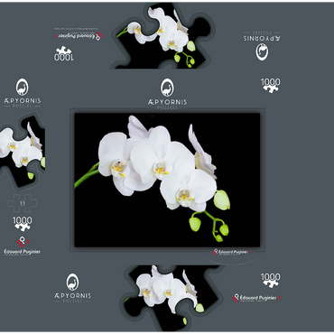 Pure Orchid 1000 Jigsaw Puzzle box 3D Modell