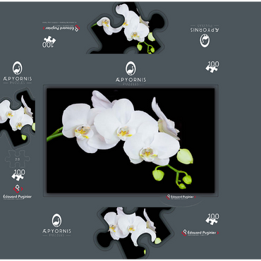 Pure Orchid 100 Jigsaw Puzzle box 3D Modell