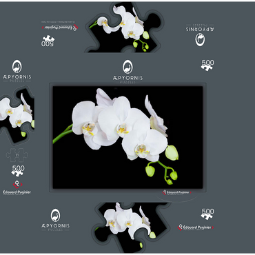 Pure Orchid 500 Jigsaw Puzzle box 3D Modell