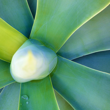 Artistic Nature 1000 Jigsaw Puzzle 3D Modell