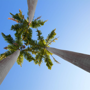 Th'ree Brothers 1000 Jigsaw Puzzle 3D Modell