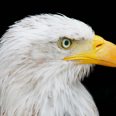 Bald Eagle 500 Jigsaw Puzzle 3D Modell