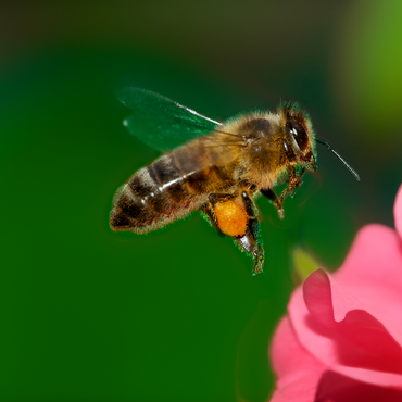 Bee 1000 Jigsaw Puzzle 3D Modell