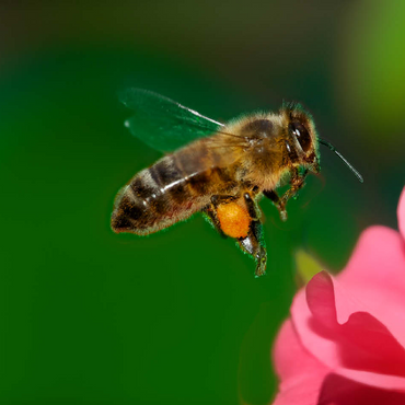 Bee 100 Jigsaw Puzzle 3D Modell